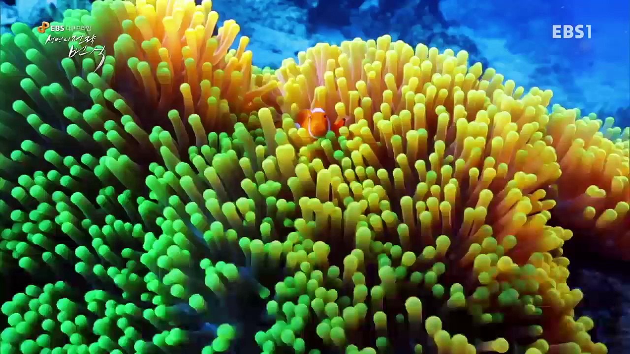 EBS 다큐프라임 - Docuprime_'생명의 전략 번식' 1부- 끝없는 선택_#003