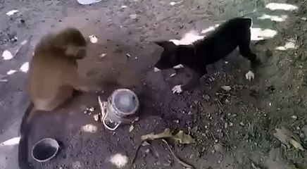 # very funny # monky with dog # 2017 hahah