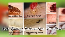 Pest Control Bedbugs in Mississauga & Toronto