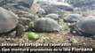 Recuperan en Galápagos especie de tortuga considerada extinta