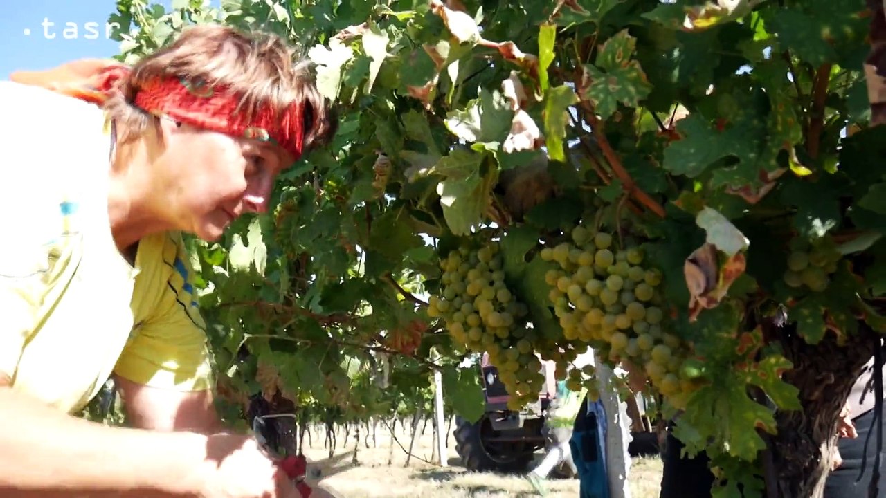 MOJMÍROVCE: Využívajú priaznivé počasie na zber hrozna