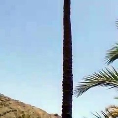 Sans stress, une chèvre grimpe au sommet d’un palmier