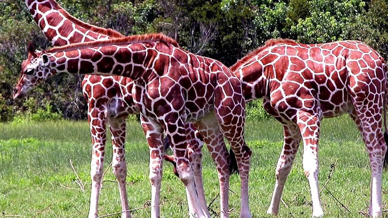 14 Most Exotic Pets People Own