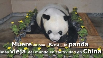 Muere la osa "Basi", la panda más vieja del mundo en cautividad en China