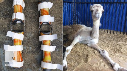A camel with hyper mobile joints learns to walk with his new brace