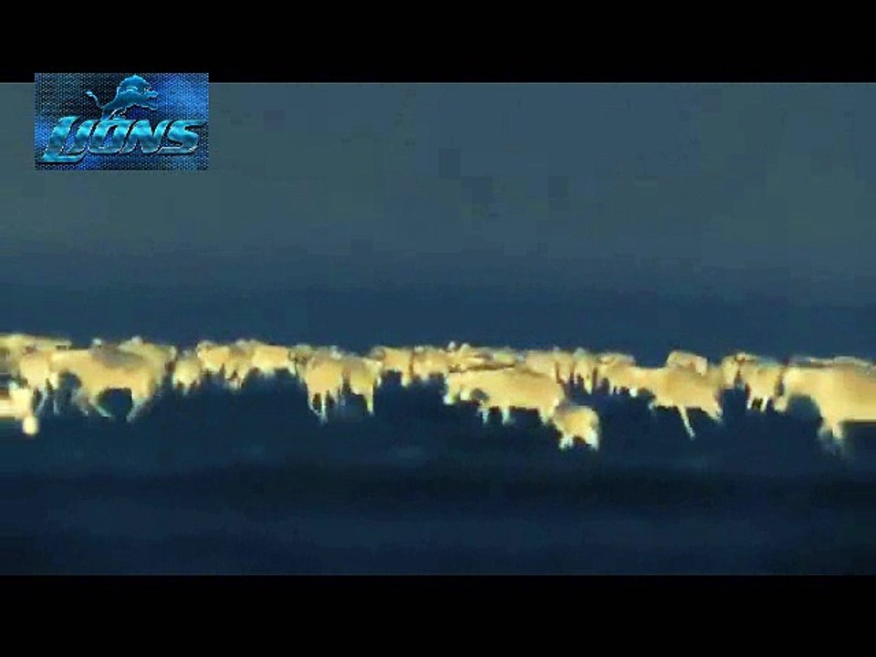 Lions Attack on Animals at Mid Night - Lions fighting to death