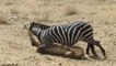 Lions Dangerous Attack on Zebra - Lions fighting to death