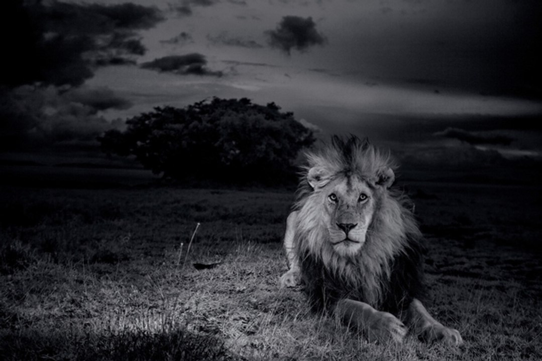 Lions Dangerous Attack on Animals at Night - Lions fighting to death