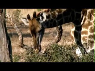 Lions Dangerous Attack on Different Animals - Lions fighting to death