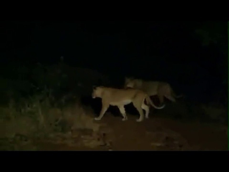 Lions Dangerous Attack at Night - Lions fighting to death