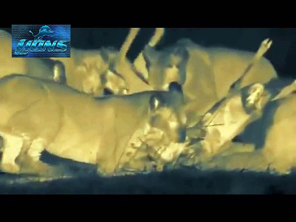Lions Most Dangerous Attack at Night - Lions fighting to death