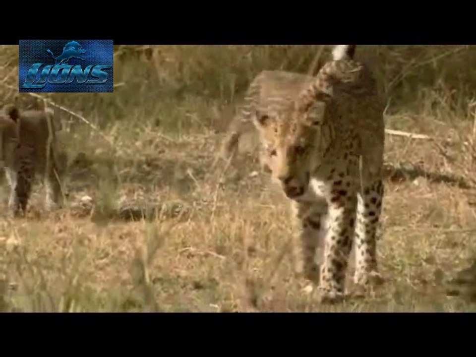 Leopard Kill Baby Deer (No Mercy) - Lions fight...