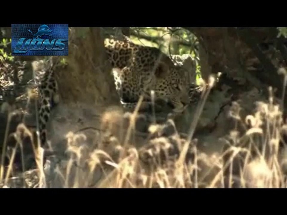 Leopard Vs. Baboon Vs. Deer - Battle for Survive - Lions fighting to death