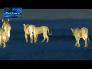Lions Attack on Wild Animals at Night - Lions fighting to death