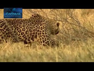 Leopard Dangerous Attack on Animals - Lions fighting to death