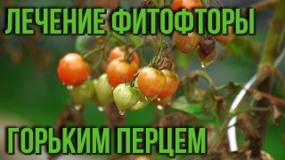 Лечение фитофторы горьким перцем Как избавиться от фитофторы на томатах Дачные советы