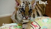 Deux bébés tigres abandonnés se lient d'amitié