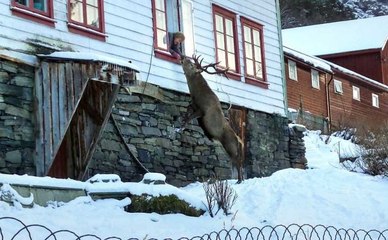 Quand un adorable cerf se lie d'amitié avec une vieille dame...
