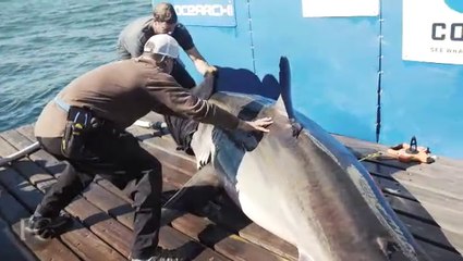 This Team Is Saving Sharks And Aging Bourbon--On The Same Ship