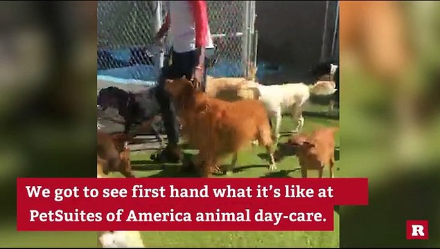 Playing With Pups | Rare Animals