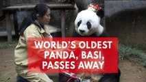 World's oldest giant panda, Basi, dies in China