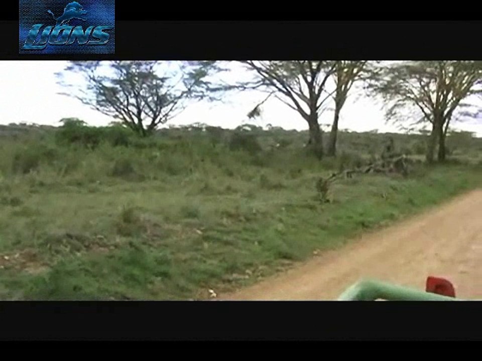 The Water Buffalo Battle at the Creek - Lions fighting to death