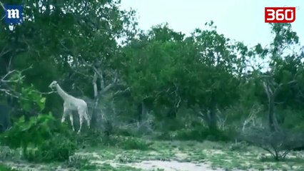 Kapen ne kamera per here te pare gjirafa te bardha ne Kenya (360video)