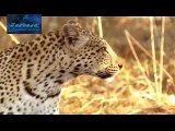 Leopard Most Dangerous Attack on Animals - Lions fighting to death