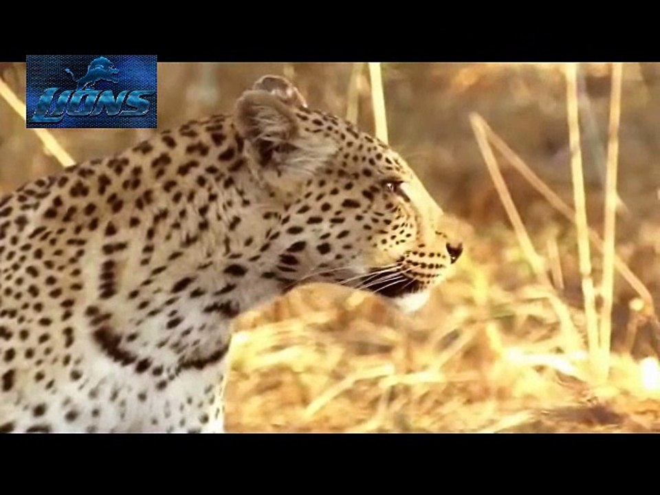 Leopard Most Dangerous Attack on Animals - Lions fighting to death