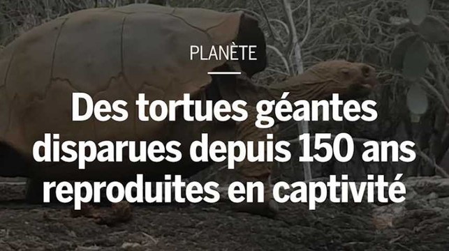 150 ans après sa disparition, une espèce de tortues va être reproduite en captivité