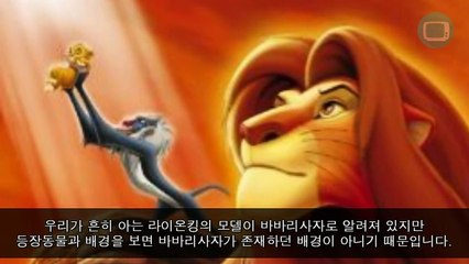 전설의 바바리사자 사파리왕으로 군림하다!(왕의 귀환)