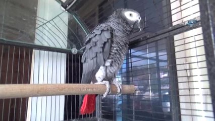 Papağan Sayesinde Hırsızlık Çetesi Çökertildi