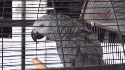 Antalya Hırsızlık Şüphelilerini Papağan Görüntüsü Yakalattı