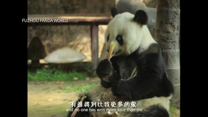 Morre panda mais velha do mundo