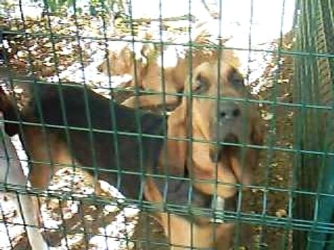 chien de chasse aux sangliers