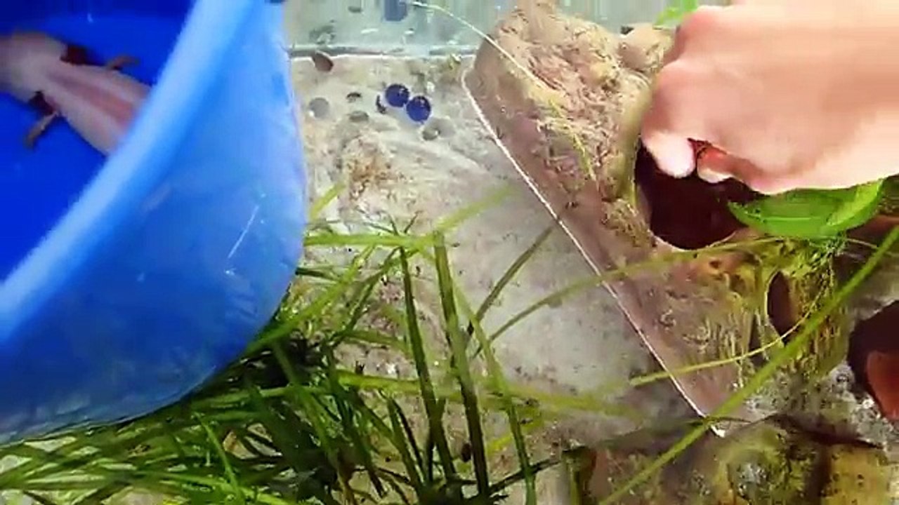 Aquarium Setup: Axolotl Tank (Ambystoma mexicanum) - How to set up an Axolotl Tank
