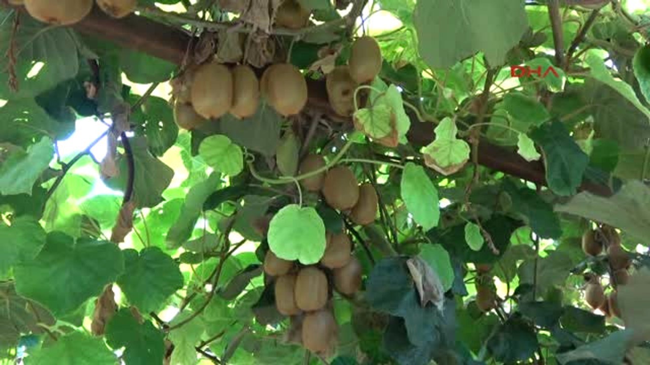 Silifke' de Yılın İlk Kivi Hasadı Yapıldı