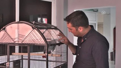 Çaldıkları Papağan Zanlıları Ele Verdi