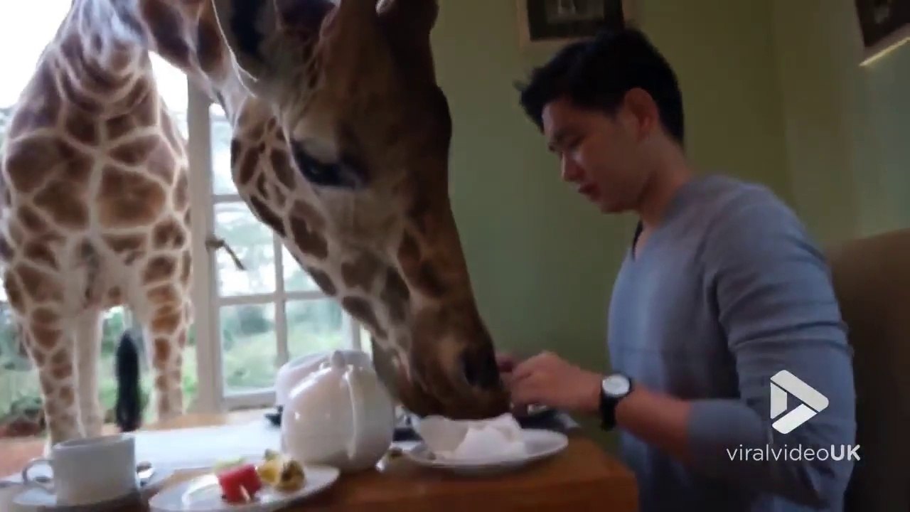 Partager son petit déjeuner avec une Girafe à l'hôtel... Bonnes vacances !