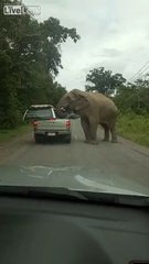 Cet éléphant cherche de la bouffe.. et détruit ce 4x4 PickUp !!