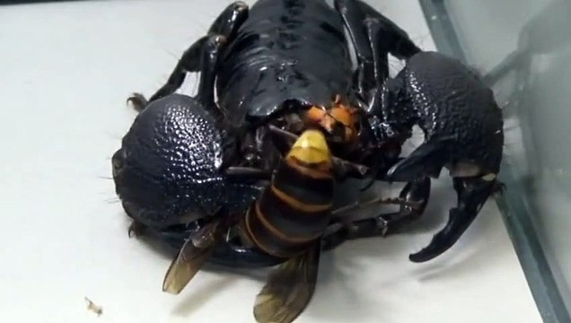 Un frelon géant enfermé avec un scorpion empereur !