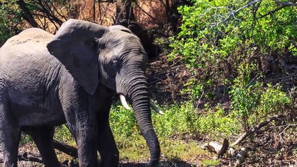 Black Mamba Battle- Deadliest Venomous Snakes Spar - YouTube