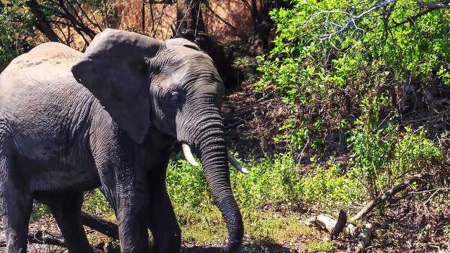 Black Mamba Battle- Deadliest Venomous Snakes Spar - YouTube