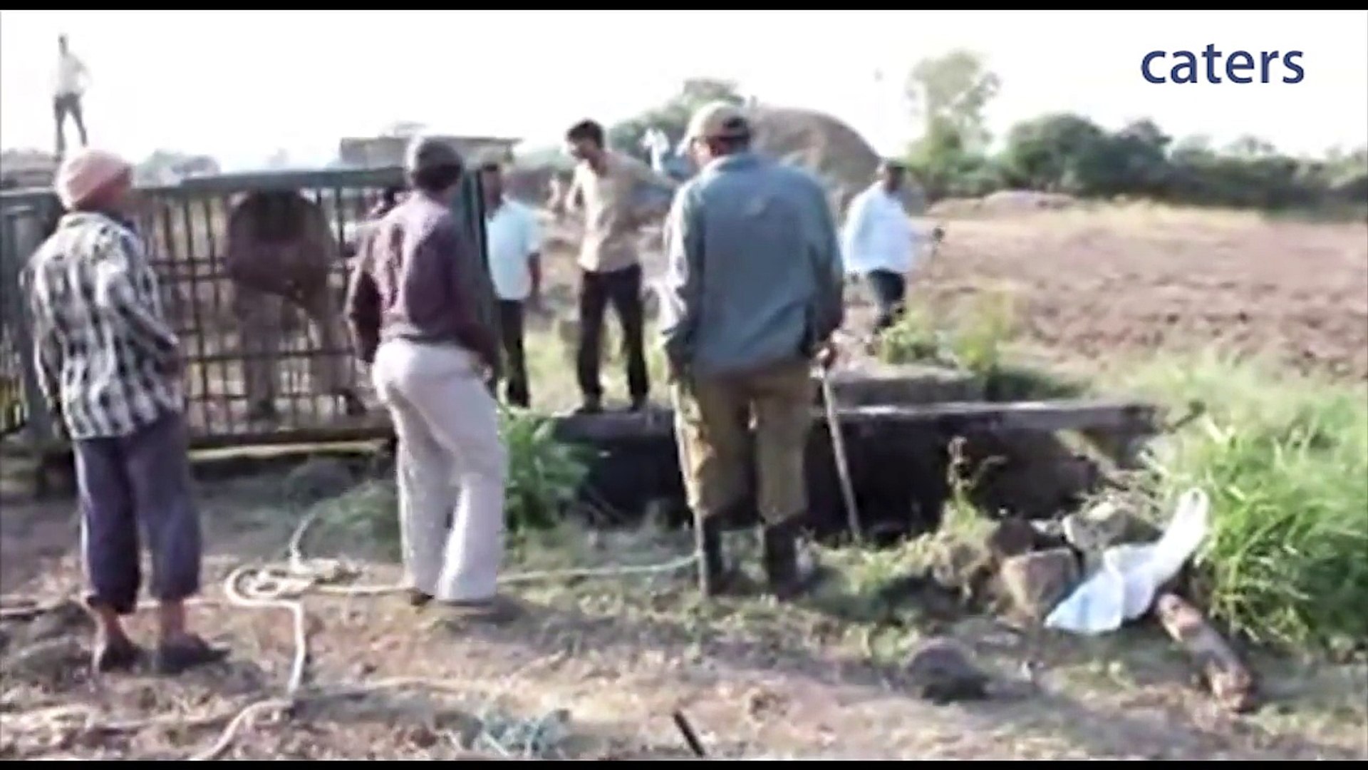 ⁣Endangered Lion Saved From Well - YouTube