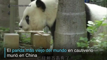 Adiós a Basi, el panda más viejo del mundo en cautiverio