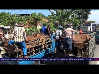 Saling Serobot Mobil Pengangkut Sapi Berebut Tiba di Pasar Hewan Kepo - Net 16