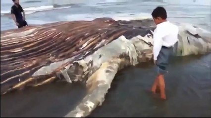 وہ مچھلی جو سیکنڑوں انسانوں کو ایک ہی بار کھا جائے ۔ اللہ اکبر ایک خوفناک سمندری مخلوق