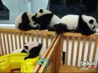 BABY PANDAS: Playing in a Crib