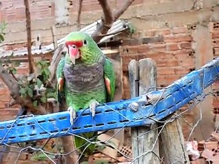 Papagaio cantando vo nao, quero nao