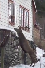 Elle s'est liée d'amitié avec un adorable cerf... Magique